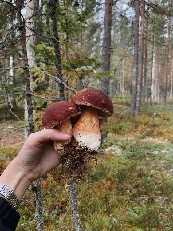Грибные места Ленобласти