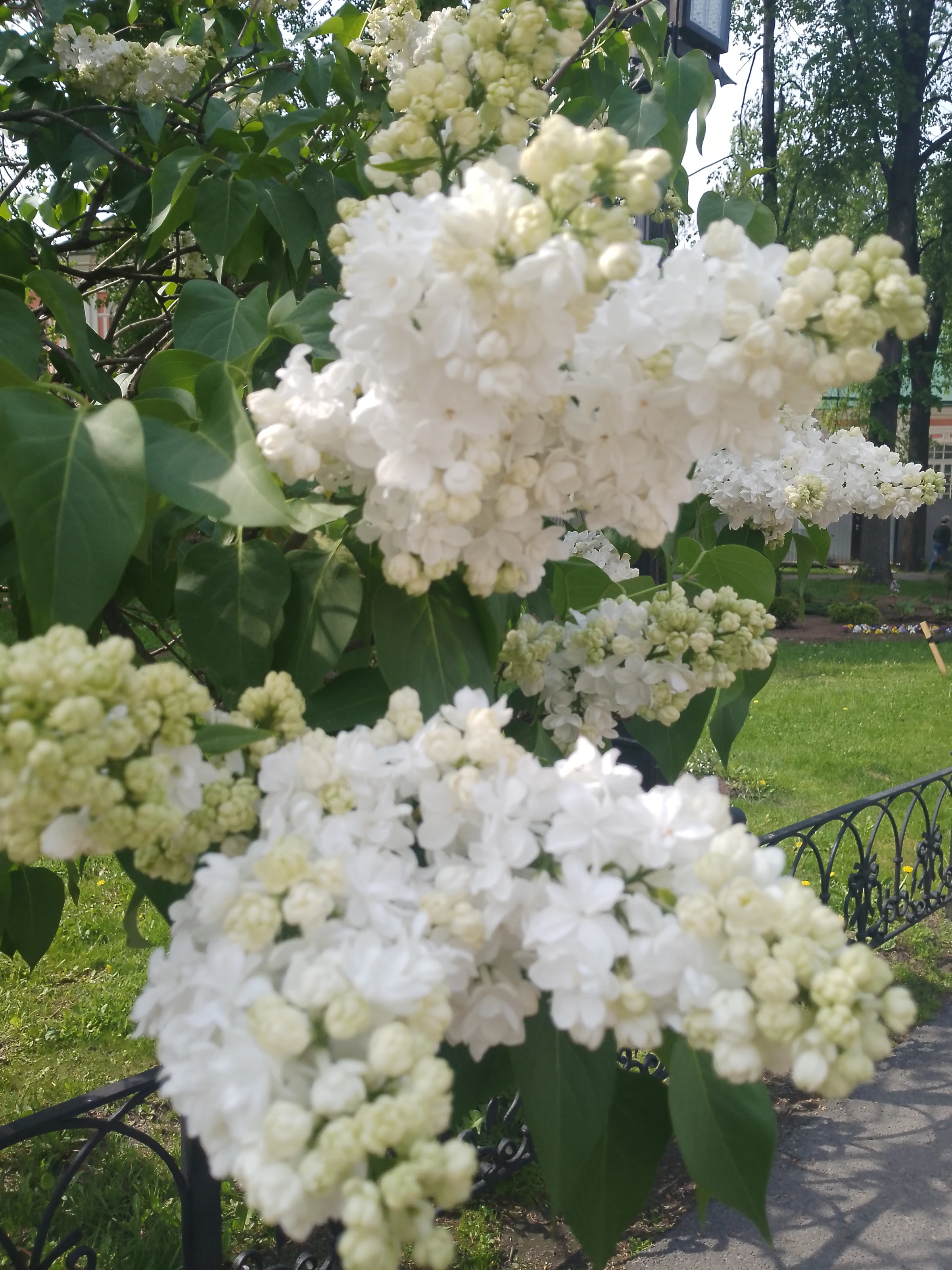 Зиновьева Елена Владимировна