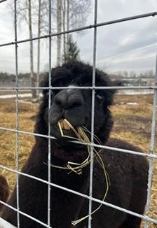 Семейный отдых в Карелии. 30 га детского счастья — Парковка за Казанским собором (Казанская пл., 2) — афиша Санкт-Петербурга